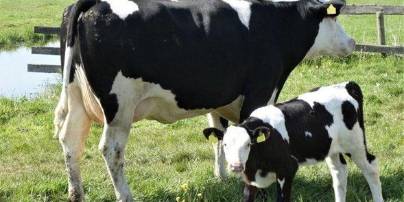 Chocontá recibe apoyo para mejorar su producción láctea