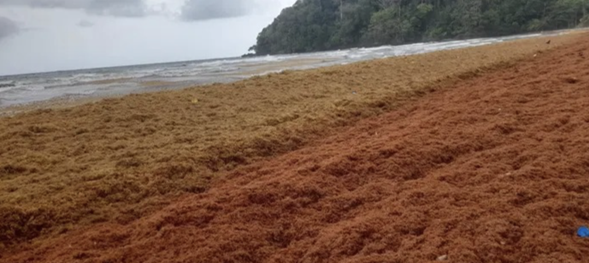 Invasión de alga sargazo provoca alerta ambiental en Acandí, Chocó