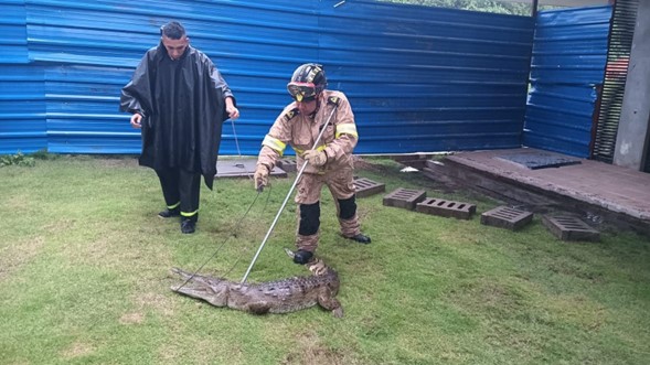 Rescatan caimán aguja en un condominio de Ricaurte
