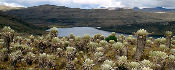 Sellan alianza para la protección del páramo de Sumapaz y Chingaza