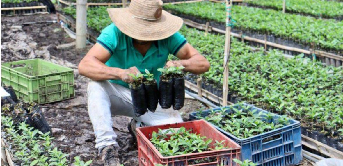 Transporte gratis impulsa caficultura en Gutiérrez
