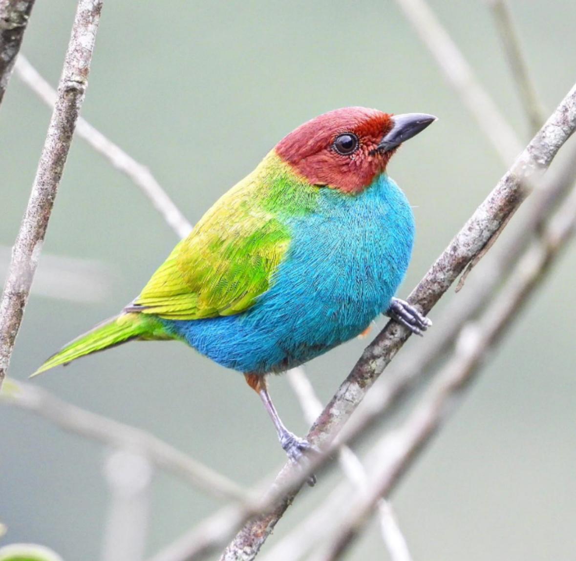 Aves, alegría y conservación: Cundinamarca celebra su riqueza natural