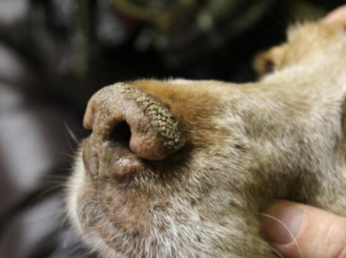 Facatativá en alerta por brote activo de moquillo canino