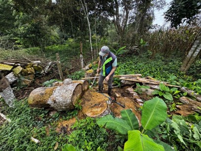 Talan más de 20 árboles en área protegida del cerro El Tabor en Cundinamarca