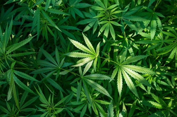Incautan 2 toneladas de marihuana en Bogotá