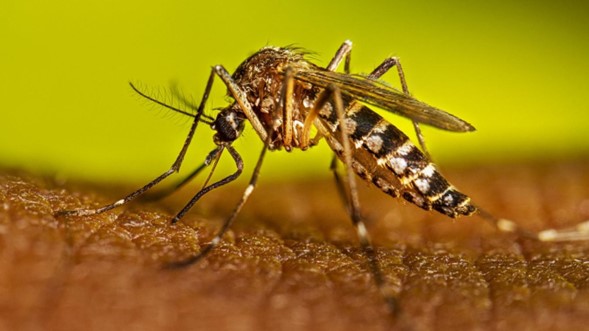 Hospital San Francisco de Viotá alerta sobre casos de dengue