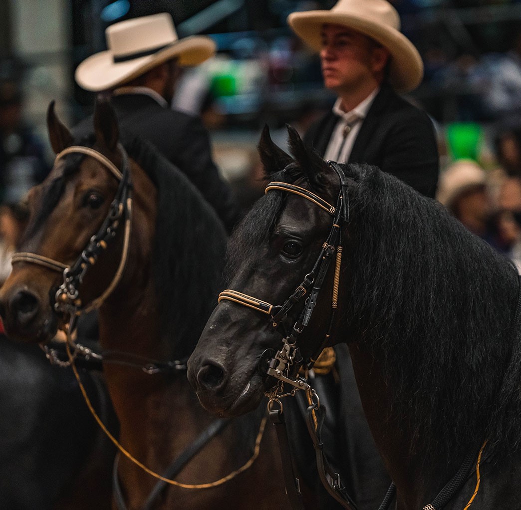 Chipaque se viste de fiesta: caballos, cultura y familia en un solo evento