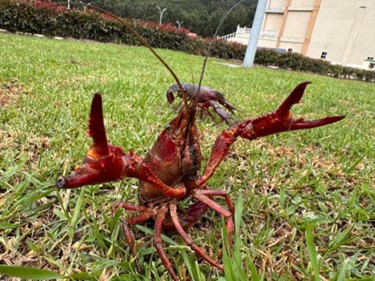 Alerta por presencia de cangrejo invasor