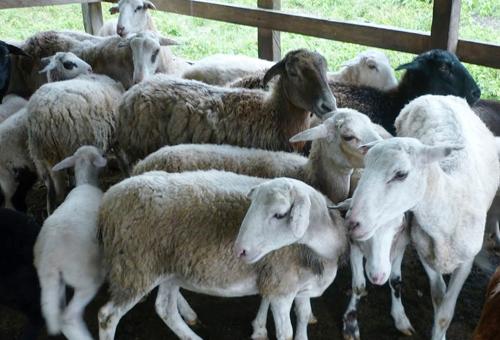 Productores reactivan el sector ovino caprino con nuevo liderazgo 