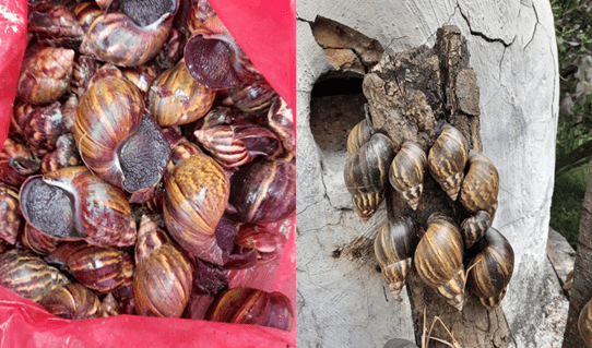 Estrategia para erradicar el caracol gigante africano en diez municipios de Cundinamarca