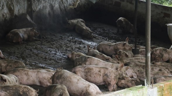 Suspenden criadero de cerdos en San Antonio del Tequendama
